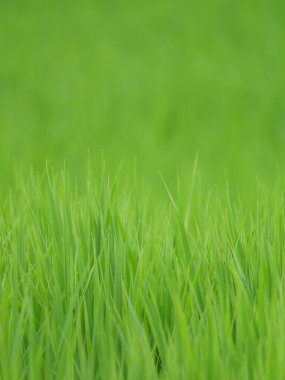 Japonya 'da yaz ortası pirinç tarlaları, rüzgarda sallanan güzel yeşil pirinç bitkileri..