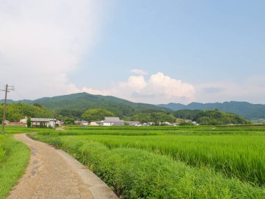 Yazın ortasında Japon bir çiftçi köyünün pirinç tarlalarında tek bir patika..