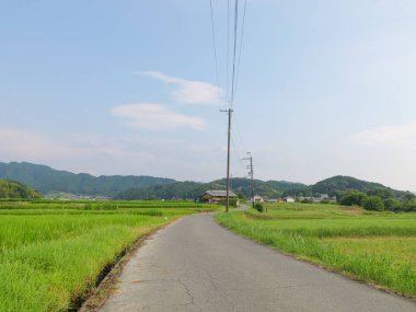 Yazın ortasında Japon bir çiftçi köyünün pirinç tarlalarında tek bir patika..