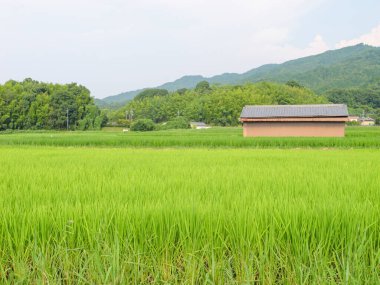 Japonya, yaz ortası kırsal kesimde, civarda büyük miktarda yeşil pirinç bitkisi yetişiyor..