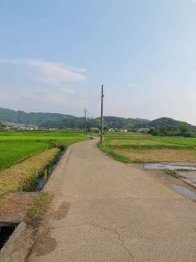 Yazın ortasında Japon bir çiftçi köyünün pirinç tarlalarında tek bir patika..