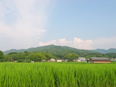 Japonya 'da yaz ortası pirinç tarlaları, rüzgarda sallanan güzel yeşil pirinç bitkileri..