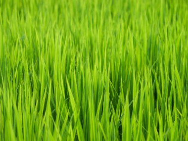 Japonya, yaz ortası kırsal kesimde, civarda büyük miktarda yeşil pirinç bitkisi yetişiyor..