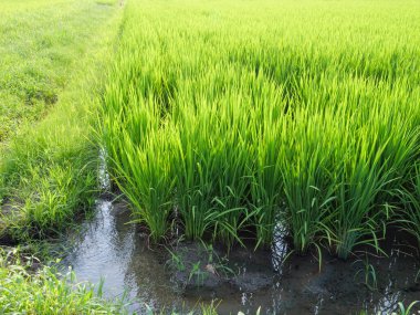 Japonya 'da yaz ortası pirinç tarlaları, rüzgarda sallanan güzel yeşil pirinç bitkileri..