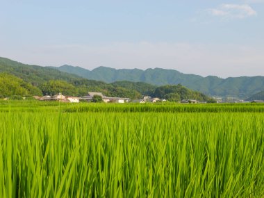 Japonya, yaz ortası kırsal kesimde, civarda büyük miktarda yeşil pirinç bitkisi yetişiyor..