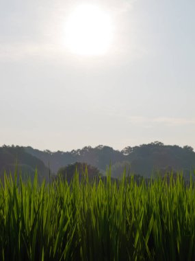 Japonya 'da yaz ortası pirinç tarlaları, rüzgarda sallanan güzel yeşil pirinç bitkileri..