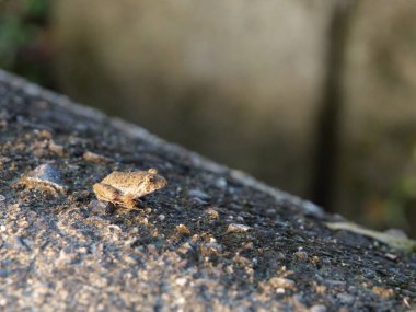 Yaz aylarında pirinç tarlalarının yanında yaşayan küçük toprak renkli kurbağalar.