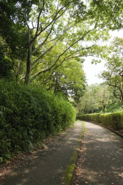 Rural town in midsummer, nature trail surrounded by trees