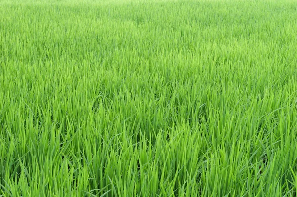 Paddies Arroz Rural Verão Japão Belas Plantas Arroz Verde Crescendo — Fotografia de Stock