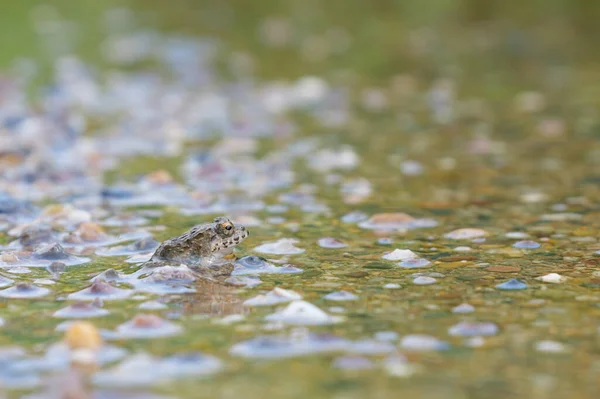 Small earth-colored frogs living near rice paddies in a farming village in summer