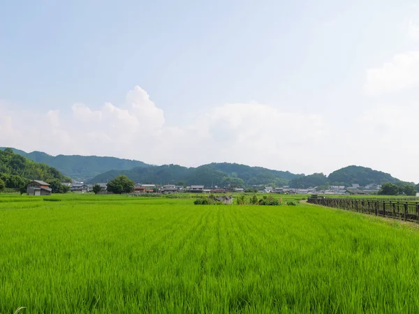 Μεσοκαλόκαιρα Αγροτικά Ορυζώνες Στην Ιαπωνία Όμορφο Πράσινο Καλλιέργεια Φυτά Ρυζιού — Φωτογραφία Αρχείου