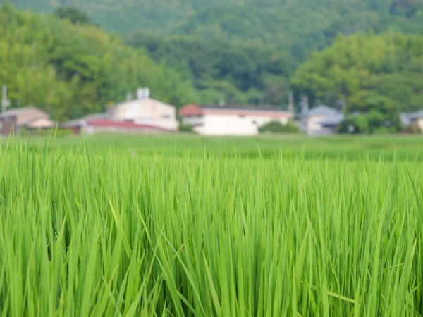 Середине Лета Сельские Рисовые Поля Японии Красивые Зеленые Растущие Рисовые — стоковое фото