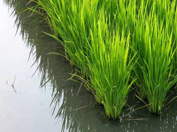 Μεσοκαλόκαιρα Αγροτικά Ορυζώνες Στην Ιαπωνία Όμορφο Πράσινο Καλλιέργεια Φυτά Ρυζιού — Φωτογραφία Αρχείου