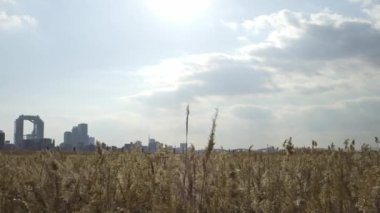 Osaka Umeda City, beautiful scenery of silver grass field on the Yodo River