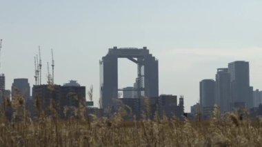 Osaka Umeda City, beautiful scenery of silver grass field on the Yodo River