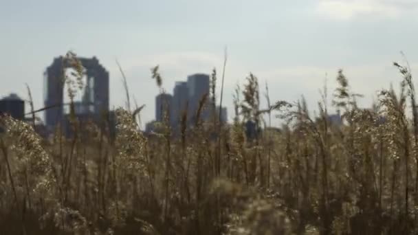 大阪梅田市 淀川のシルバーグラス畑の美しい景色 — ストック動画