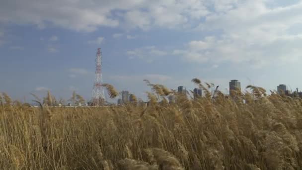 Osaka Umeda City Beautiful Scenery Silver Grass Field Yodo River — 비디오