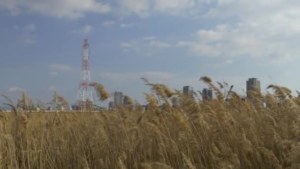 Osaka Umeda City Beautiful Scenery Silver Grass Field Yodo River — Stockvideo