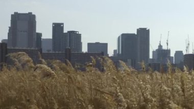 Osaka Umeda City, beautiful scenery of silver grass field on the Yodo River