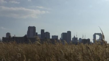 Osaka Umeda City, beautiful scenery of silver grass field on the Yodo River