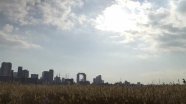 Osaka Umeda City, beautiful scenery of silver grass field on the Yodo River