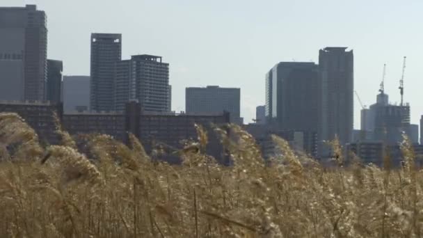 大阪市玉田市 玉渡江上的银草地美丽的风景 — 图库视频影像