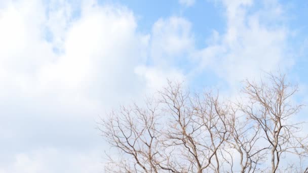 蓝色的冬季天空 枯树在风中摇曳的凄凉景象 — 图库视频影像