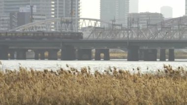 Osaka Umeda City, beautiful scenery of silver grass field on the Yodo River