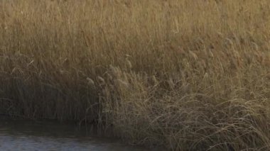Lots of silver grass swaying in the strong wind
