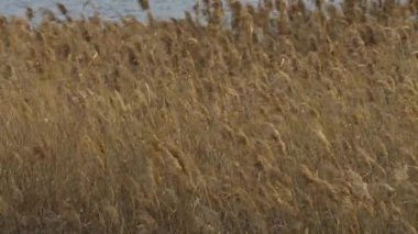 Lots of silver grass swaying in the strong wind
