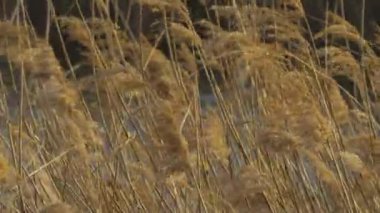 Lots of silver grass swaying in the strong wind