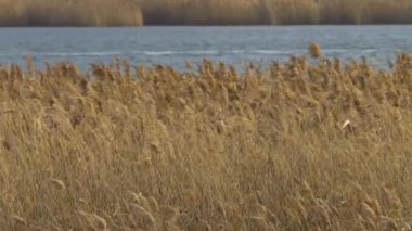 Osaka Umeda City, beautiful scenery of silver grass field on the Yodo River