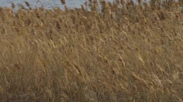 Lots Silver Grass Swaying Strong Wind — Stockvideo