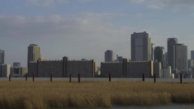 Osaka Umeda City, beautiful scenery of silver grass field on the Yodo River