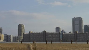 Osaka Umeda City, beautiful scenery of silver grass field on the Yodo River
