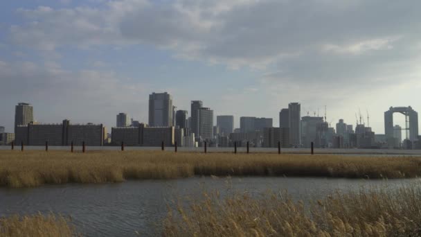 Osaka Umeda City Beautiful Scenery Silver Grass Field Yodo River — Stok video