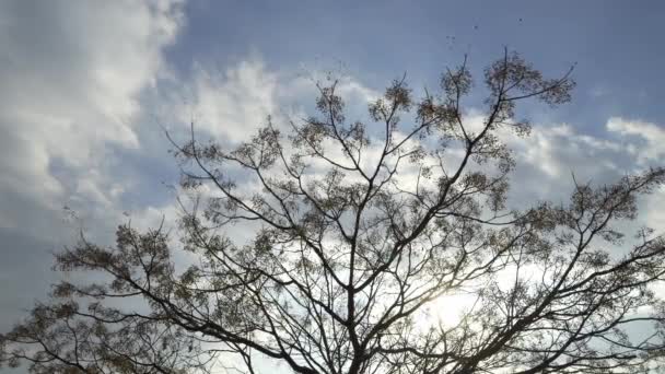 Blue Winter Sky Dreary Landscape Dead Trees Swaying Wind — Video Stock