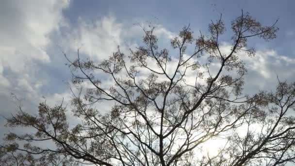 Blue Winter Sky Dreary Landscape Dead Trees Swaying Wind — Stock video