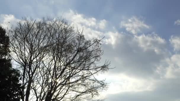 蓝色的冬季天空 枯树在风中摇曳的凄凉景象 — 图库视频影像