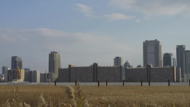 大阪市玉田市 玉渡江上的银草地美丽的风景 — 图库视频影像