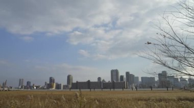 Osaka Umeda City, beautiful scenery of silver grass field on the Yodo River