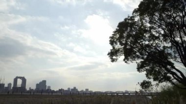 Osaka Umeda City, beautiful scenery of silver grass field on the Yodo River