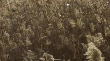 Lots of silver grass swaying in the strong wind