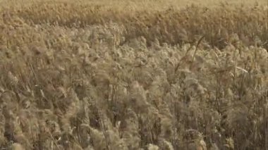 Lots of silver grass swaying in the strong wind