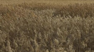 Lots of silver grass swaying in the strong wind