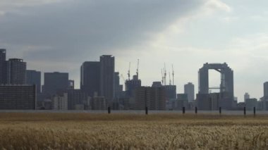 Osaka Umeda City, beautiful scenery of silver grass field on the Yodo River