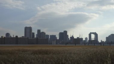 Osaka Umeda City, beautiful scenery of silver grass field on the Yodo River