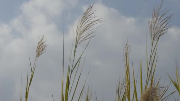 蓝色的冬季天空 银色的青草在风中摇曳 — 图库视频影像