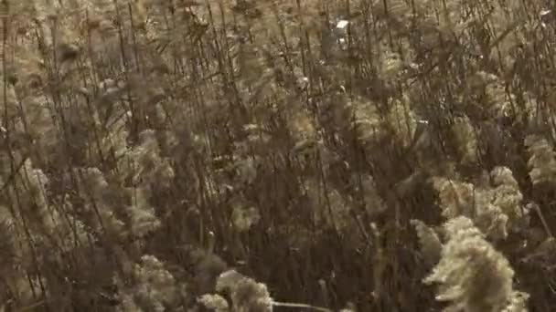 Много Серебряной Травы Раскачивающейся Сильном Ветре — стоковое видео