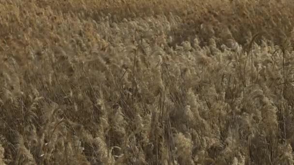 Lots Silver Grass Swaying Strong Wind — Video Stock